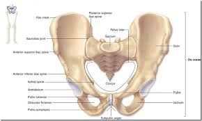Copyright (c) back bones all rights reserved. The Bones Of The Pelvis And Lower Back Anatomy Medicine Com
