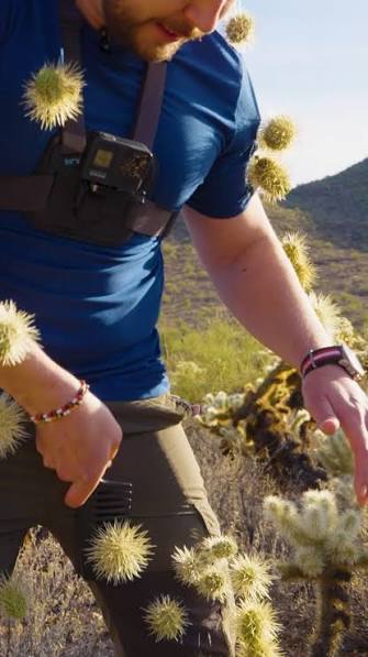 I’ve dealt with some brutal desert hazards, but cholla cactus might be the most painful! #painful #cactus #cholla #bravewilderness #desert