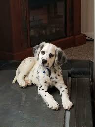 Long Haired Dalmatian Cuddly Animals Cute Dogs Pretty Dogs
