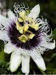 Fruit De La Passion Grenadille Pourpre Maracudja Passiflora Edulis Le Jardin Du Pic Vert