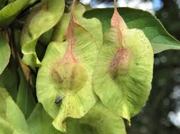 Image result for Terminalia phanerophlebia