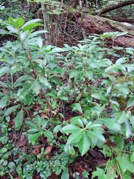 Fellowship of the Tortoise.