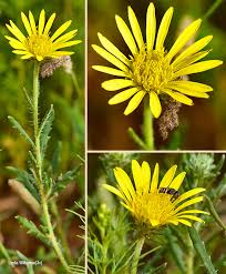 Image result for Hirpicium