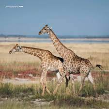 African Wildlife Foundation On Instagram Giraffes Are The World S Tallest Mammals They Are Uniquely Adapted To African Wildlife Wildlife Foundation Giraffe