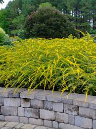 Image result for Solidago