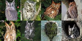 Eastern Screech Owl Megascops Asio Information Pictures Sounds The Owl Pages