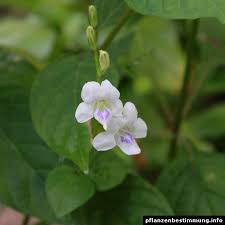 Image result for Asystasia