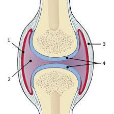 Check spelling or type a new query. Free Anatomy Quiz The Joints Of The Body Quiz 2