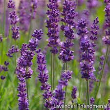 Check spelling or type a new query. Top 10 Perennials To Grow In Colorado Gulley Greenhouse