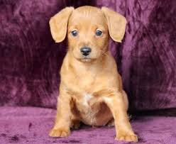 Mini dachshunds & cockabichons available now must love puppies 36004b hwy 69 forest city ia 50436 phone: Miniature Dachshund Puppies For Sale Puppy Adoption Keystone Puppies
