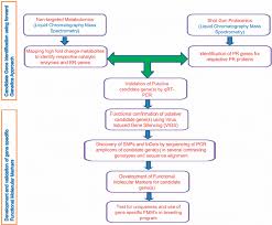 Flow Chart Depicting Various Steps Involved In Gene