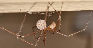 Find out truthful information about camel spiders. Common Spiders To Watch For In Colorado Poisonous And Non Venomous Species