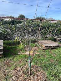 Image result for pruning plum trees