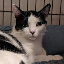 Adoptable Cats & Kittens in Huntington Beach, CA