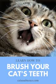 Brushing Your Cats Teeth Might Feel Similar To Sticking Your Hand Within The Mouth Of An Angry Lion But It Doesn T Have To Cat Behavior Cats And Kittens Cats