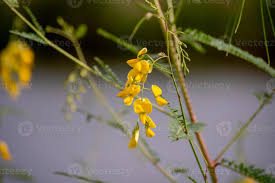 Image result for Sesbania bispinosa