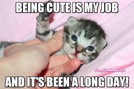 Hi, yes, i have a pipeline for that. The Kitten Has A Really Nice Job Funny Kitten Meme