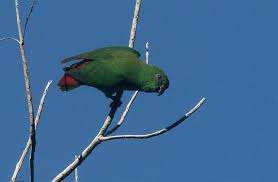 The sangihe hanging parrot (loriculus catamene) is a small (length: Parrot Now And Then On Twitter Female Sangihe Hanging Parrot Gunung Sahendaruman Sangihe Islands Indonesia Parrototd Pic By Hanom Bashari Via Orientbirdclub Https T Co Xggh627kmp Https T Co G2cfnod538