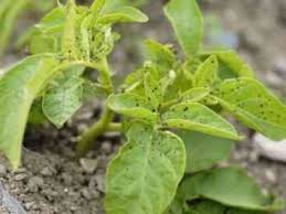 It started with just a few and only brown along the edges of the leaves. Potato Leaf Curl Causes Farmer