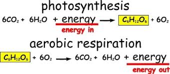 The overall (unbalanced) chemical equation for cellular respiration is: Photosynthesis Cellular Respiration Plant Parts Due Thurs 4 5 18 Diagram Quizlet