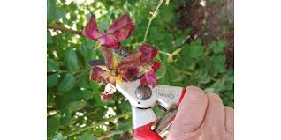 Some, though, won't bloom the following year if you deadhead and don't allow it to set seed. A Good Time To Deadhead Morning Ag Clips
