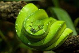 Pin On Animals Reptiles Amphibians