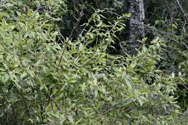 Image result for Croton pseudopulchellus