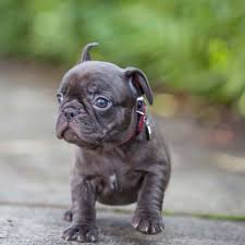 Maybe you would like to learn more about one of these? When Will My French Bulldog S Ears Stand Up Nw Frenchies French Bulldog Breeder In Washington State Northwest Frenchies