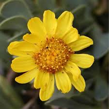 Image result for Hertia