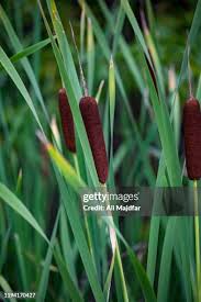 Image result for Typha capensis