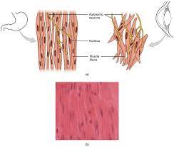 Human Smooth Muscle Human Smooth Muscle Uterus Function Citybeauty Biologi