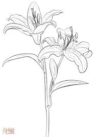 Lily Coloring Coloring Pages Tiger Lily Coloring Pages For Kids