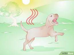 How To Get Rid Of A Rash On A Dog With Pictures Wikihow