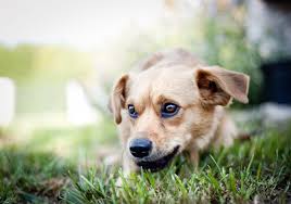 We are calgary's only pet waste removal service that truly protects the health and safety of your family, both human and canine members. Calgary Allstar Pet Patrol Calgary Pet Waste Removal Calgary Dog Boarding Calgary Dog Walking Calgary Dog Grooming