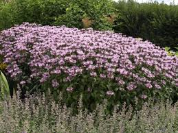 Monarda Fistulosa Beauty Of Cobham Gunstig Kaufen Direkt Vom Staudengartner Qualitats Stauden Schnelle Lieferung Front Yard Landscaping Beauty Plants