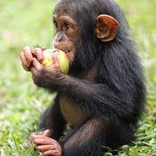 Grape Girl At Iwiro Primates Monkeys Funny Animals Beautiful Primates
