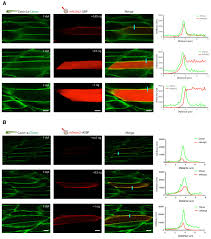 Ben has 2 jobs listed on their profile. In Vivo Proteomic Mapping Through Gfp Directed Proximity Dependent Biotin Labelling In Zebrafish Elife