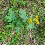 Image result for Crassocephalum montuosum