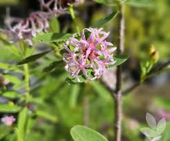 Image result for Dais cotinifolia