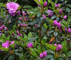 Azalea Amelia Rose The Landscape Of Us Azaleas Amelia Rose Hybrid Tea Roses