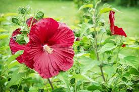 Image result for Malvaceae subfamily Malvoideae