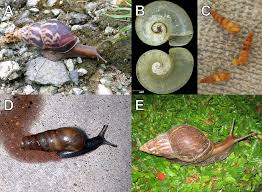 Wow, look at that yellow snail! Malacology Journal Of Geek Studies