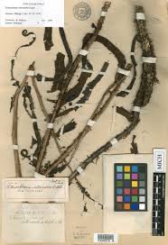 Image result for Lomariopsis warneckei