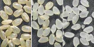 Japanese Rice Wikipedia