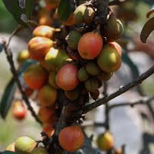 Image result for Englerophytum natalense