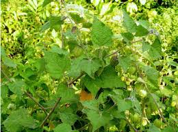 Image result for Physalis angulata