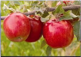 Outstanding feature of snowsweet® is it's firm, snow white flesh. Don T Expect To Get Your First Kiss At Pahl S This Fall Pahl S Market