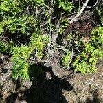 Image result for Pyrostria bibracteata