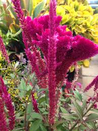 Red Celosia Plants Flowers Red