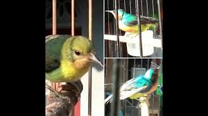Kacer mini decu wulung suara ngeplong variasi terima kasih sudah berkunjung, jangan lupa#. Gila Baru Dapat Dari Hutan Udah Begini Kolibri Wulung Gacor Lagi Tarung Youtube